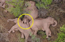 [영상] 500㎞ 대장정 후 단잠 빠진 中 코끼리떼…새끼는 잠투정