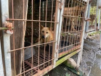 천연기념물조차 보신탕으로…진도의 비명소리 [김유민의 노견일기]