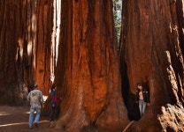 ‘세계서 가장 큰 나무’ 방화담요로 둘둘 말렸다…美 산불 어떻길래