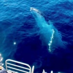 “안녕하세요” 혹등고래가 인사하는 놀라운 순간 (영상)