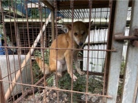 가을·달님·봉자… 개농장에서 발견된 천연기념물 [김유민의 노견일기]