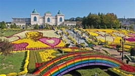 치즈 대신 국화 향 물씬… 임실 ‘황금 꽃밭’