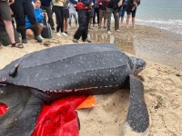 [영상] 270㎏ 대형 ‘장수거북’ 美 갯벌서 구조, 무사히 바다로