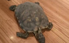 [여기는 중국] 집 나간 줄 알았던 반려 거북 12년 만에 침대 밑서 발견