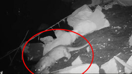 [영상] 여의샛강생태공원서 멸종위기종 수달 포착