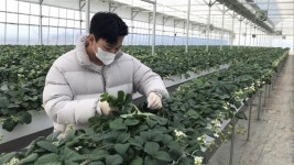 땀 흘린 만큼 얻는다… 딸기·버섯·곤충 키워 금맥 캐는 2030 농부들