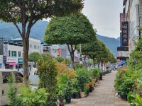 ‘가로수’에 관심 더해지면…경관·환경 개선에 지역 명소로