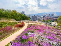 봄꽃 활짝… 도봉 초안산 하늘꽃정원 절정