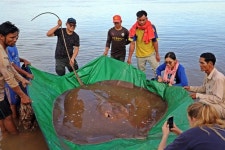 [와우!] “월척이다” 길이 4m·무게 180㎏ 초대형 ‘괴물 가오리’ 메콩강서 낚여
