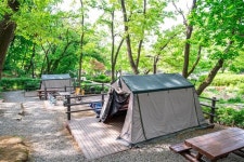 서울 유일 허브 군락지 강동에… 별이랑 달이랑 하룻밤 어때