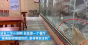 [여기는 중국] 화장실서 볼일 보는데 호랑이가 물끄러미?…中 동물원 논란