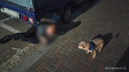 한밤 트럭 바퀴 밑 쓰러진 취객… 16살 믹스견 ‘짱순’이 발견했다