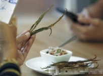 대마 쿠키 먹은 3살 병원행… 태국 대마 합법화했더니