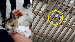 분당서울대병원 고양이 추락사… “민원 넣자” vs “캣맘이 또” [넷만세]