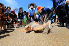 바다거북아 고향에서 행복하렴