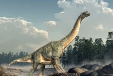 [핵잼 사이언스] “이게 갈비뼈?”…뒷마당서 초대형 공룡 화석 발견