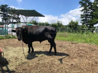 ‘귀하신 몸’ 제주흑우 이색 추석 선물로 어떻소?