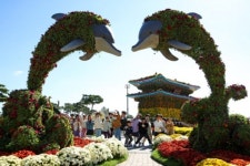 [포토多이슈] 함평에 뜬 국화공룡