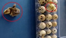 (영상)“슈퍼마켓 선반에서 메추리알이 부화했어요”[이슈픽]