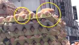 (영상)“슈퍼마켓 선반에서 메추리알이 부화했어요”[이슈픽]