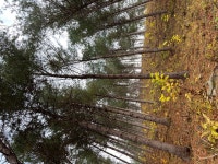 최우수 숲가꾸기 사업지로 인제국유림 선정