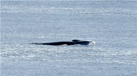 수과원 ‘동해서 살아있는 참고래 42년만에 발견’...35일 동안 고래류 1639마리 관찰