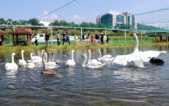 국내 유일 안동 ‘백조 공원’ 폐사 고니 AI 확진