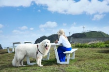 댕댕아 울릉도 가자꾸나…관광공사, ‘울릉도 댕댕크루즈’ 시범운영