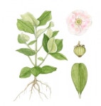 [이소영의 도시식물 탐색] 우리는 왜 식물에 낙서를 할까/식물세밀화가