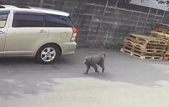 대만선 ‘동물원 탈출’ 원숭이 포획 후 숨져…몸 곳곳 총상