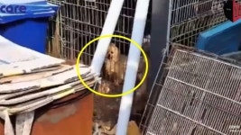 양평 주택서 개·고양이 1256마리 굶겨죽인 60대 구속기소