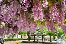 보랏빛 정원으로의 초대…등나무꽃 명소들