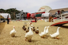 초원에 펼쳐진 동심 만나러… 연휴엔 ‘팜크닉’ 가야지