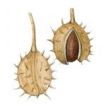 [이소영의 도시식물 탐색] 마로니에 광장에는 칠엽수가 있다/식물세밀화가