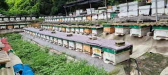 ‘버려졌던 신들의 꿀’…국내에서 첫 감로꿀을 생산한 정순조씨 <위대한우물>