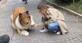 개가 되고 싶다는 평생의 꿈 이룬 일본 남성