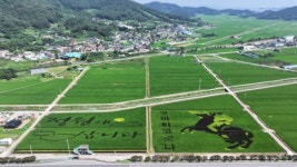 순천 별량면 논에 새겨진 대형 예술작품 ‘눈길’