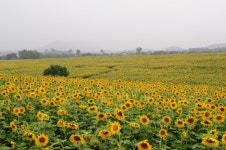 해바라기는 되고 매화는 안 되고…경관보전직불금 받기 ‘그림의 떡’