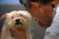 반려동물 진료비 10% 싸진다… 100여개 항목 부가세 면제
