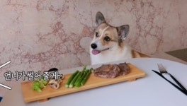 “우리 집 강아지한테 내가 한우 준다는데, 잘못됐나요?”