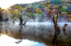 청송 주산지 왕버들 옛 모습 되찾는다…청송군, 연내 복원  추진