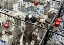 “사지 말고 입양하세요” 새 가족 기다리는 687마리 구조 강아지 [포토多이슈]