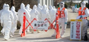 럼피스킨 가고 AI 왔다…전북 종계농장 2곳 고병원성 확진