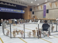 “안심하고 맡기세요”… 노원구, 설 연휴 ‘반려견 돌봄 쉼터’ 운영