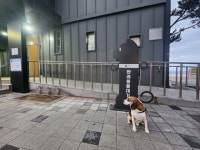 댕댕이·냥냥이 반기는 강릉…공중화장실에 반려동물 대기소