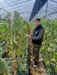 [르포] 일조량 부족 “딸기·메론 농사 망쳤다” 전남농가 한숨