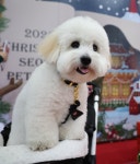 지역 살리는 댕댕이와 야옹이… 지자체, 반려동물 친화 도시 경쟁