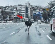 (영상) 타조가 왜 성남 한복판에…? [포착]