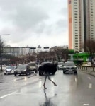 (영상) 타조가 왜 성남 한복판에…? [포착]