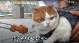 은혜로운 고양이, 은혜갚은 고양이들을 만나다 [인마이포캣]